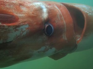 5 Fakta Menarik Cumi-cumi Raksasa, Monster Misterius di Lautan