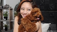 Dara kelahiran 24 Desember 1999 itu memelihara anjing pudel berwarna coklat. Pool/Ismail/detikFoto.
