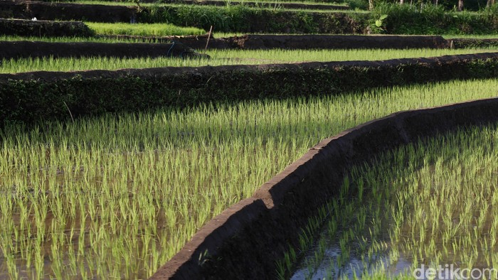 Hamparan sawah dan petani menanam padi. dikhy sasra/ilustrasi/detikcom