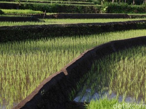Dampak El Nino, Panen Padi di Januari 2016 Anjlok 20%