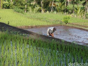 Kalender Jawa Rabu Kliwon 30 Oktober 2024: Hari Baik Bercocok Tanam