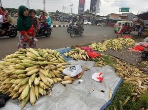 Produsen Pakan Ternak Sulit Beli Jagung dari Petani, Kenapa?
