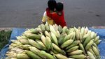 Akhir Tahun, Pedagang Jagung dan Arang Menjamur