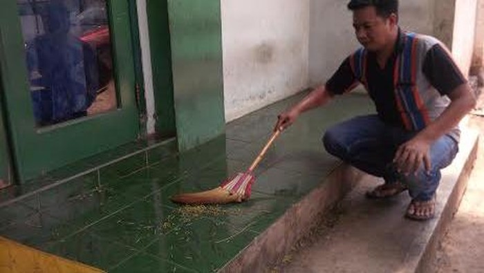 Serangan Ulat Daun Mewabah Wilayah Kota Situbondo