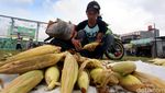 Akhir Tahun, Pedagang Jagung dan Arang Menjamur