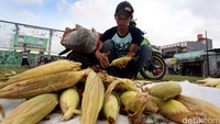 Para pedagang jagung dadakan ini menjamur di Jalan Kampung Sawah, Pondok Melati, Kota Bekasi.
