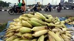 Akhir Tahun, Pedagang Jagung dan Arang Menjamur