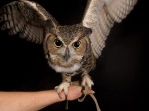 PDIP Kerahkan Batalion Burung Hantu demi Amankan Jateng