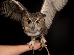 Bagaimana Cara Burung Hantu Melangkah? Foto Ini Menjawabnya