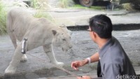 Pengunjung rata-rata berasal dari Jawa Tengah, Jawa Barat, Jakarta, Surabaya, dan Bali.