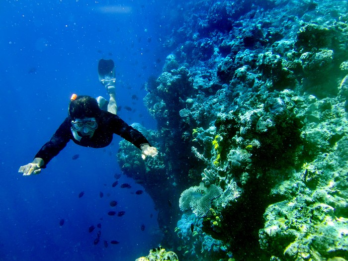 Penyelam berenang di antara terumbu karang taman laut Bunaken di Teluk Manado, Sulawesi Utara, Sabtu (5/12). Taman laut Bunaken memiliki biodiversitas kelautan salah satu yang tertinggi di dunia, hal itu merupakan daya tarik bagi wisatawan khususnya 