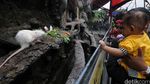Musim Libur Batu Zoo Park Dipadati Wisatawan
