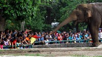Pengunjung yang terus berdatangan membuat pengelola menghentikan pengoperasian kereta wisata Ragunan.