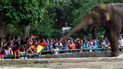 Puluhan Ribu Pengunjung Padati Kebun Binatang Ragunan