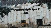 Batu Secret Zoo punya banyak koleksi hewan dari banyak habitat yang berbeda-beda pula, ada singa, kijang afrika, burung macau, aneka jenis reptil, dan banyak lagi yang lainnya.