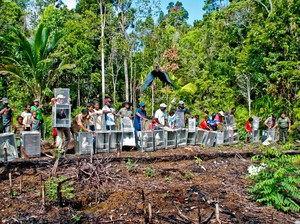 Masa Transit Selesai, Kakatua Jambul Kuning Anda Kini di Alam Liar Papua