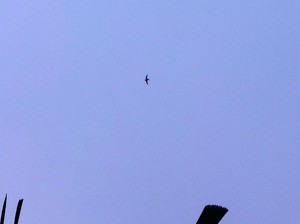 Ini Daftar Burung yang Hidup di Kebun Raya Bogor
