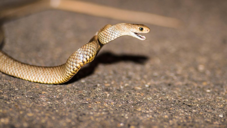 Eastern Brown Snake, ready to attack, Sydney, Australia