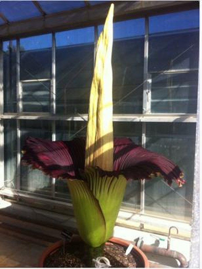 Tongkol Bunga Bangkai di Kebun Raya Cibodas Patah Dilempar Batu Orang Jahil