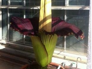 Tongkol Bunga Bangkai di Kebun Raya Cibodas Patah Dilempar Batu Orang Jahil