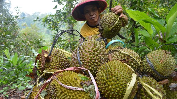 Cara Memilih Buah Durian yang Enak dan Manis