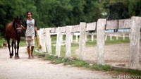 Seorang pekerja sedang merawat kuda-kuda di Pacuan Kuda Pulomas.