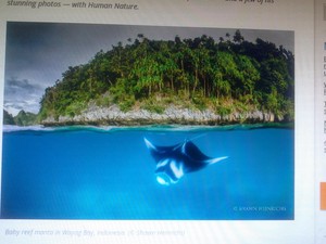 Terkuak! Raja Ampat Pembibitan Alami Pari Manta di ASEAN, Mari Dijaga