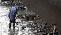 Seorang pekerja menemukan rongsokan sepeda yang tampak berlumuran lumpur saat melakukan pengeringan Kanal Saint-Martin di Paris, Prancis (05/01/2016). Charles Platiau/Reuters/detikFoto.