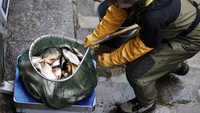 Salah seorang pekerja menimbang ikan hasil tangkapan saat melakukan pembersihan kanal Saint-Martin. Charles Platiau/Reuters/detikFoto.