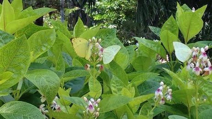 Kupu-kupu Beterbangan di Taman Bungkul, DKP: Apik kan Mas