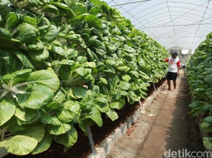 Merasa Sudah Cukup Makan Serat? Cek Dulu Sumbernya Tepat atau Tidak