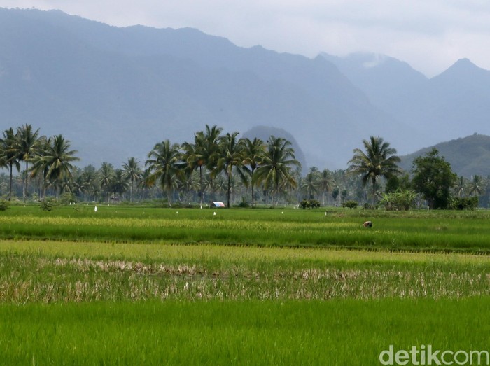 Mentan Minta Bantuan TNI Beli Gabah di Petani, Ini Alasannya