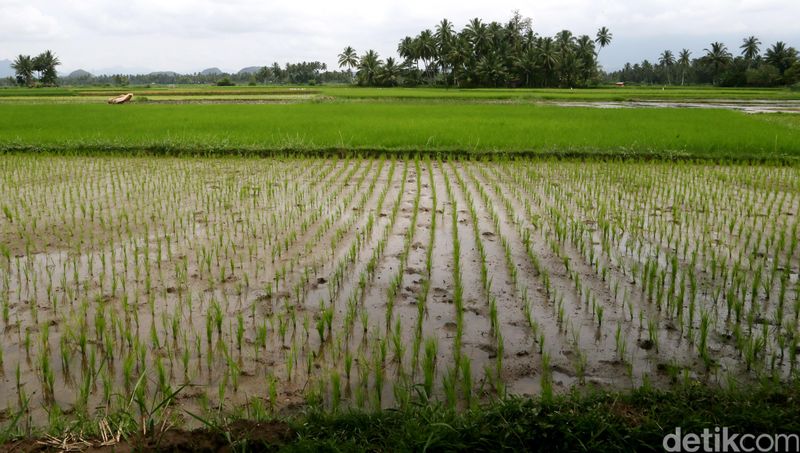 Hamparan sawah.  dikhy sasra/ilustrasi/detikfoto