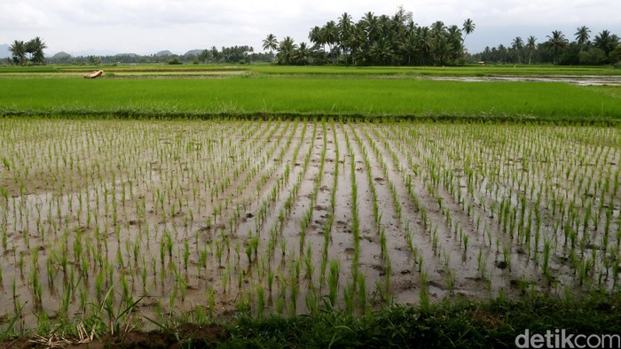 Hamparan sawah.  
dikhy sasra/ilustrasi/detikfoto