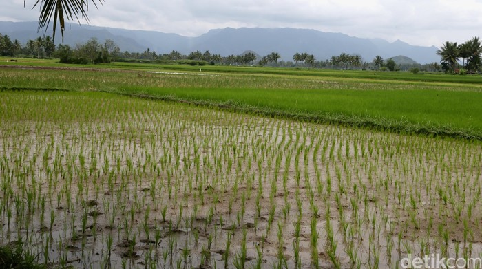 Hamparan sawah. 
dikhy sasra/ilustrasi/detikfoto