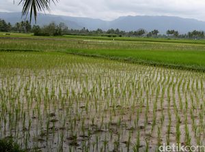 Belasan Hektare Lahan Padi Puso Imbas El Nino di Kota Serang