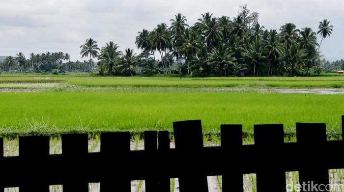 Hamparan sawah.  
dikhy sasra/ilustrasi/detikfoto