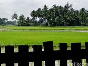 Solusi Mentan Atasi Kerugian Sawah Terendam Banjir