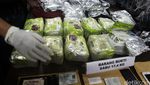 BNN Ungkap Peredaran Ganja dan Sabu
