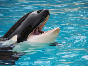 Kisah Kiska, Paus Orca Paling Kesepian di Dunia yang Mati pada Usia 47 Tahun