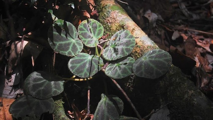 2 Jenis Baru Begonia Kembali Ditemukan di Kawasan Gunung Leuser Sumatera Utara