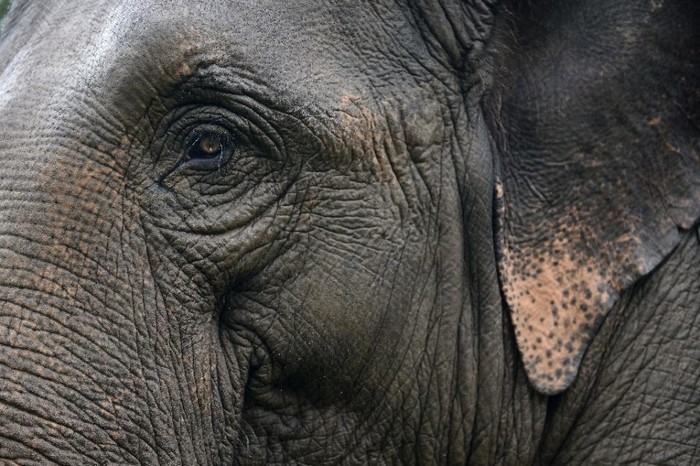 Both wild and domesticated elephants, of which there roughly 4,000 in Thailand, have been known attack passersby and overturn cars, especially during mating season (AFP Photo/CHRISTOPHE ARCHAMBAULT)