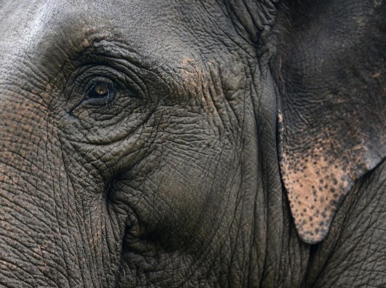 Musim Hujan, BKSDA Riau Minta Warga Waspada Gajah Nyasar ke Kampung Musim Hujan, BKSDA Riau Minta Warga Waspada Gajah Nyasar ke Kampung