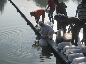 5 Ton Ikan Hias Disebar di Situ Buleud, Pemancing Dilarang Masuk!