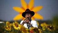 Seorang musisi tampak bermain alat musik di tengah taman bunga Matahari di Bangkok. Athit Perawongmetha/Reuters/detikFoto.