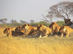Ternyata, Hewan di Sabana Afrika Lebih Takut Manusia daripada Singa!