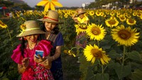  Sejumlah warga asik berfoto ria saat berkunjung di taman bunga Matahari, Bangkok, Thailand, Rabu (13/01/2016). Athit Perawongmetha/Reuters/detikFoto.