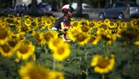 Seorang petugas polisi Thailand berjalan di tengah taman bunga Matahari tersebut. Athit Perawongmetha/Reuters/detikFoto.