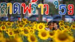 Menikmati Taman Bunga Matahari di Bangkok