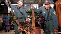 Di antara barang bukti itu ada beberapa kulit harimau yang masih basah untuk penyiapan dibuat opsetan. Pool/Lamhot Aritonang/detikFoto.